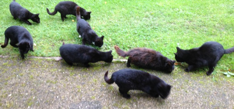 cats-in-wicklow